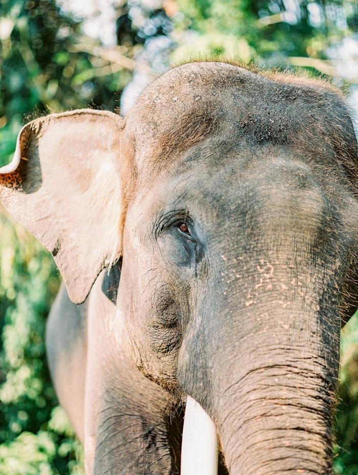 Close-up portrait of an elephant in Bali jungle, photographed in warm natural light with soft focus and tropical greenery