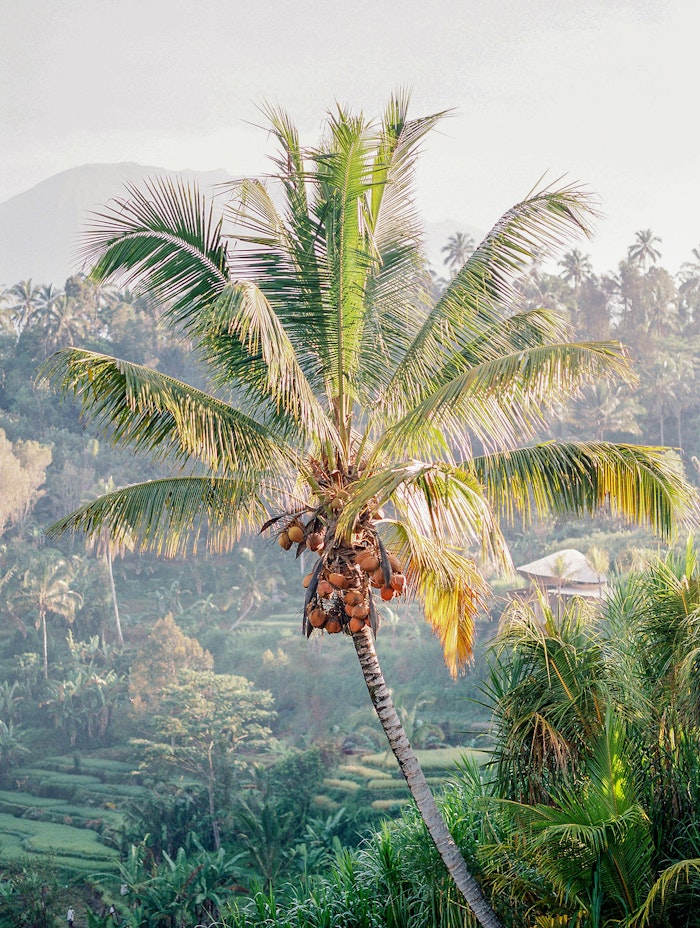 Palm tree overlooking lush Bali rice terraces and tropical landscape, photographed in soft morning light