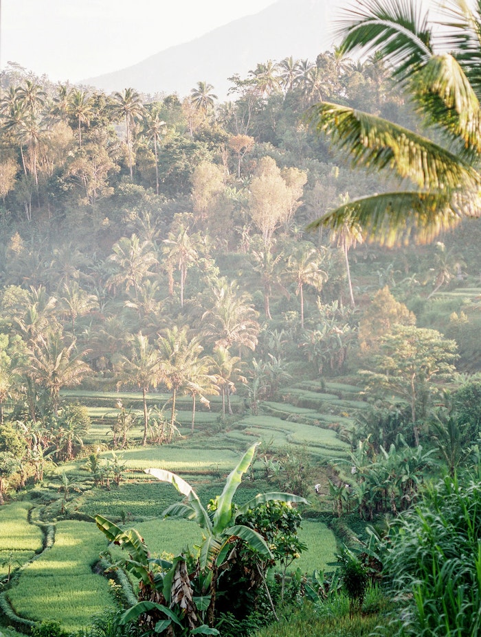 Wide view of Bali rice terraces surrounded by tropical greenery, captured in soft natural light during an engagement session