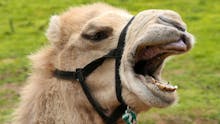 Camel laughing