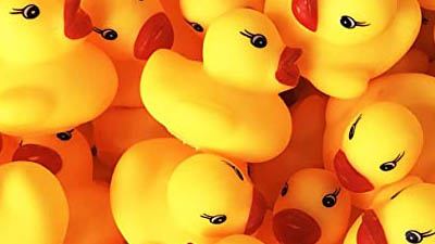 BOOBS (Pink)  Ducks in a Row