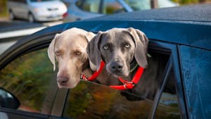 Dogs in car