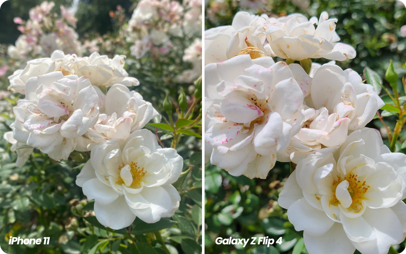 iPhone and Galaxy Z Flip 4 comparison image of a flower close up