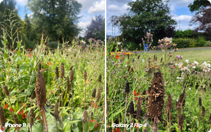 iPhone and Galaxy Z Flip 4 comparison image of dragonfly close up