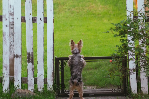 imagen de marca piensos lago