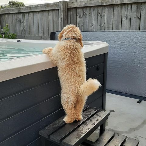 dog leaning in a spa pool