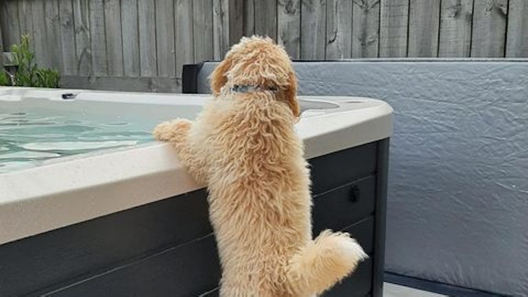 dog leaning on a spa pool