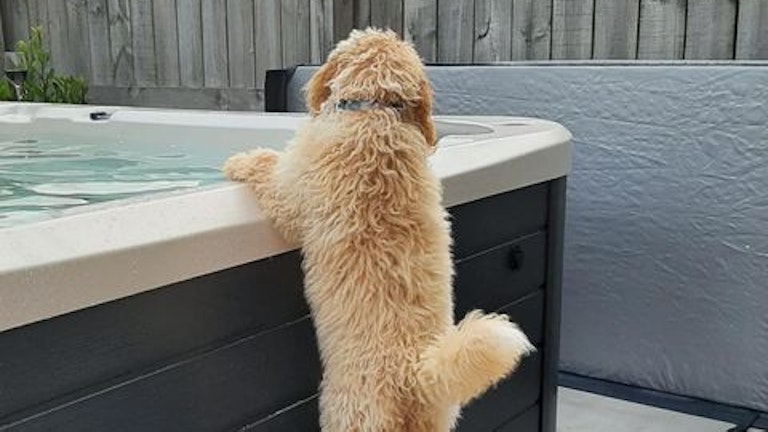 dog leaning in a spa pool