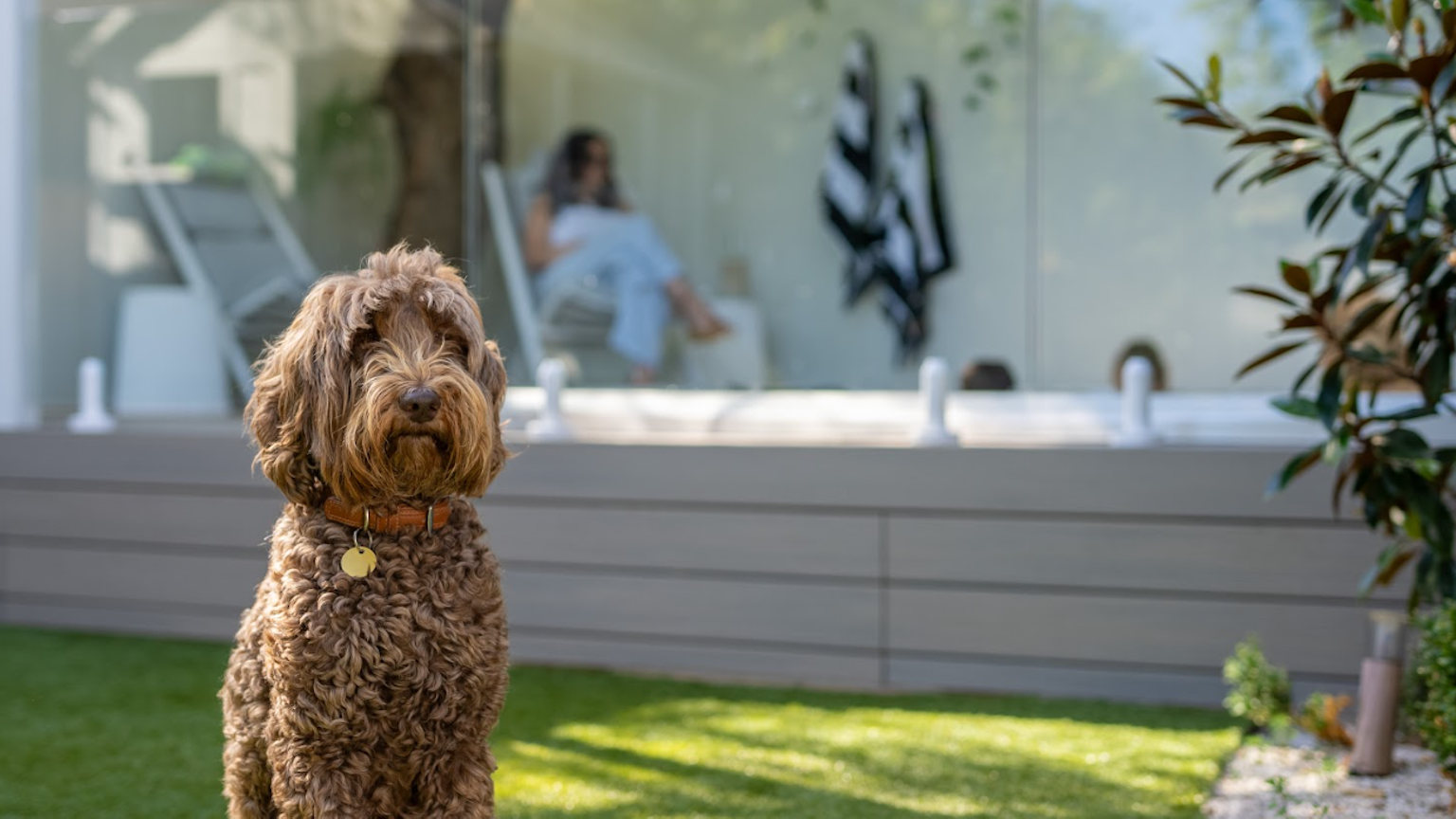 dog by the spa