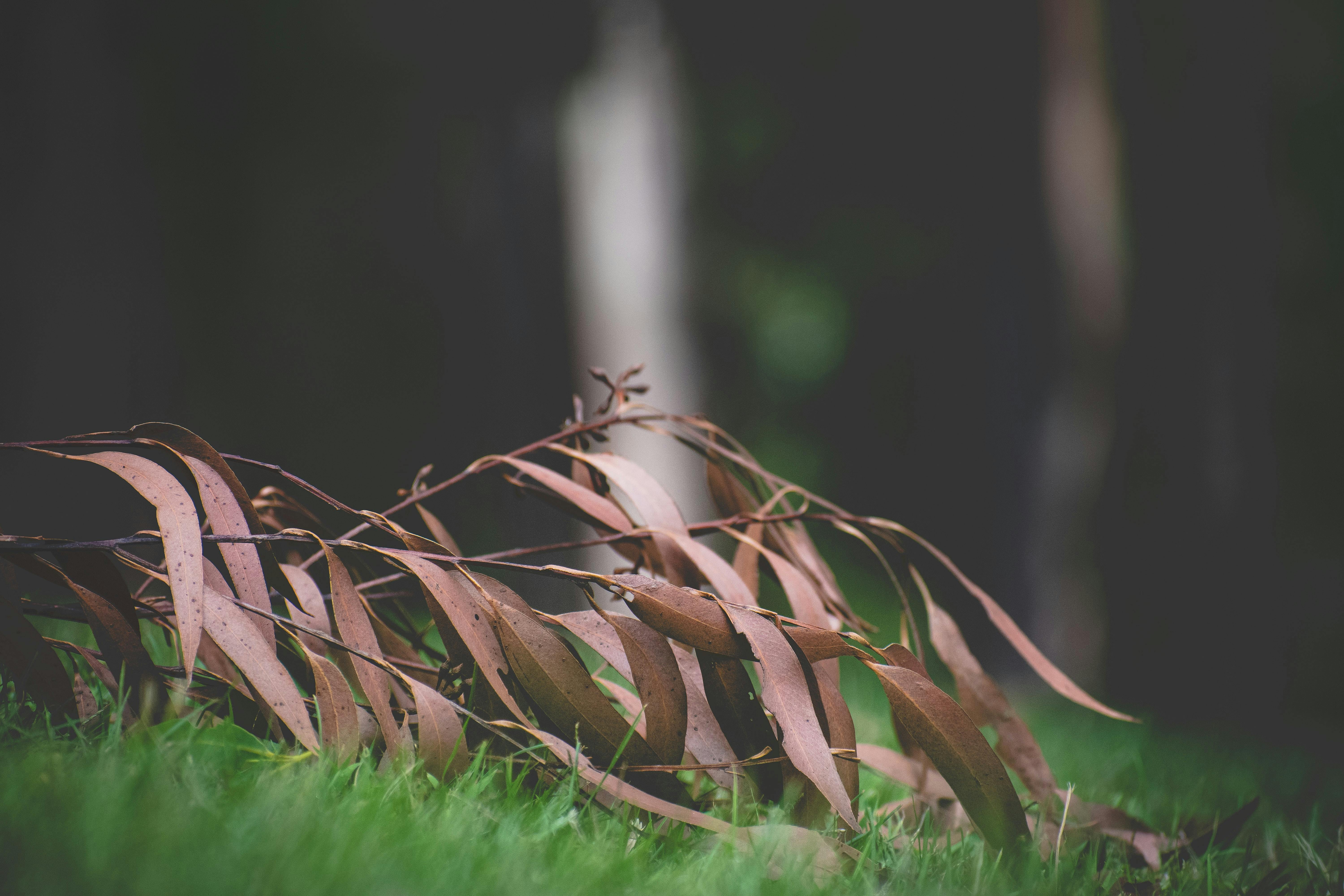 Victorian bushfires - ways you can support