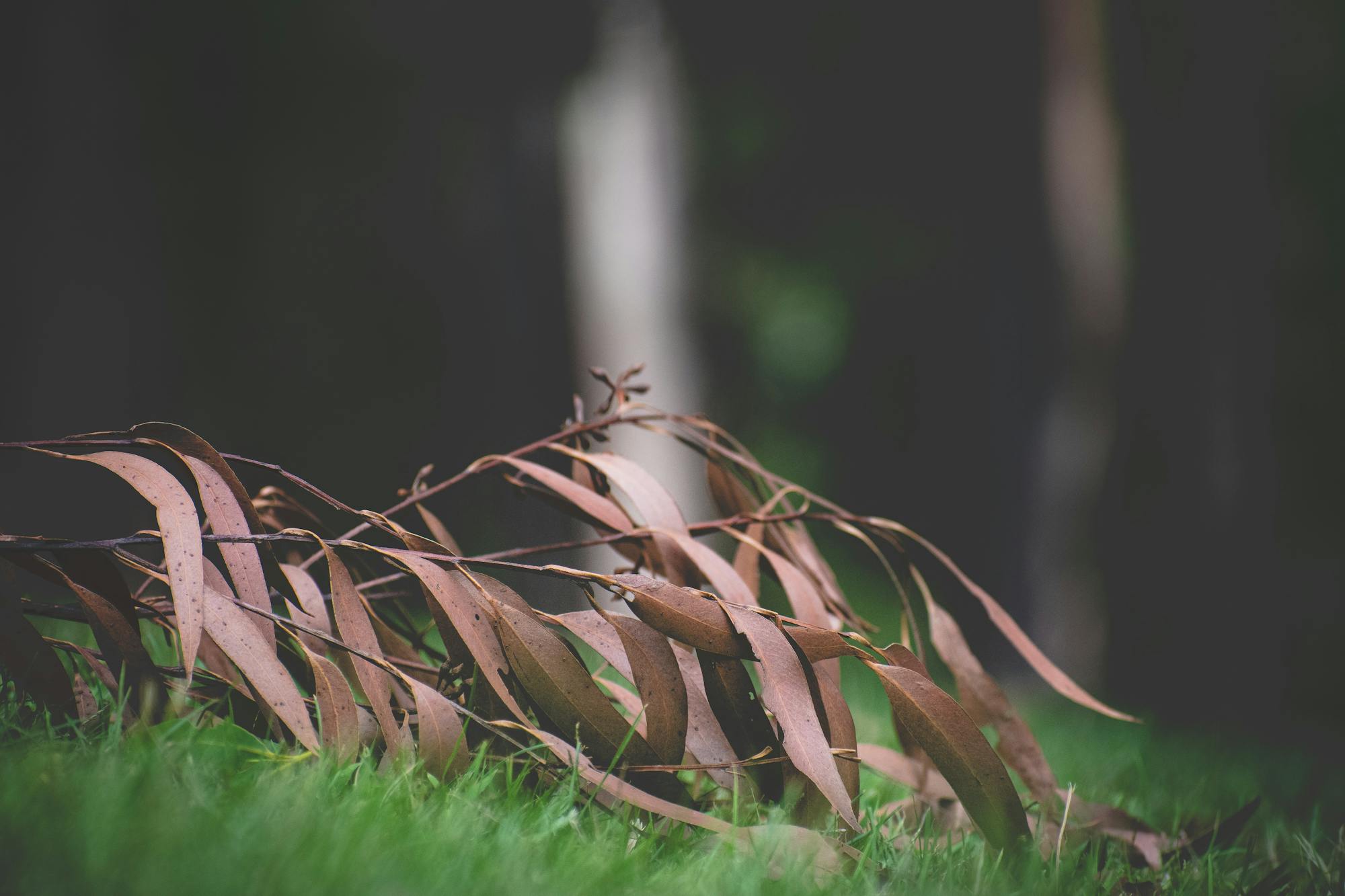 Victorian bushfires - ways you can support