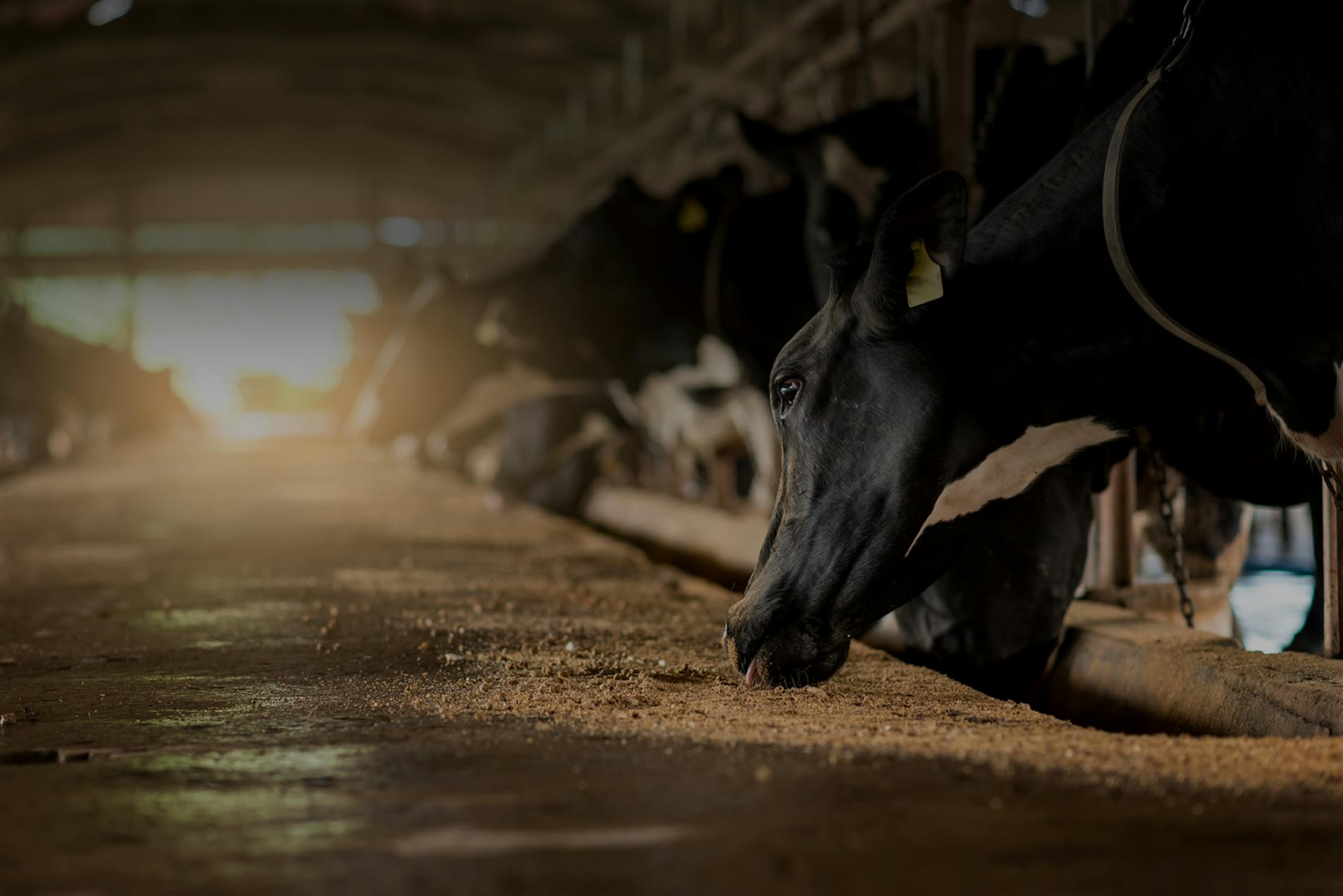 Distributore zootecnia italia mangimistica ruminanti vacche da latte bovini manze