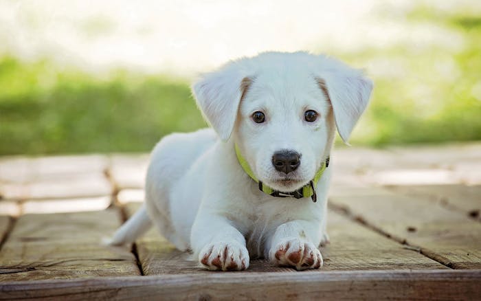 Il distributore ideale per le aziende che operano nel settore zootecnico