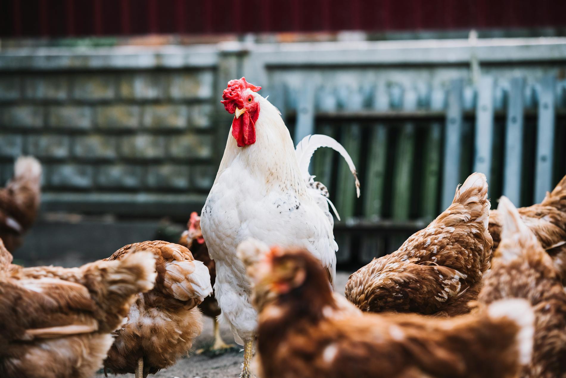 broiler tacchini ovaiole prodotti distributore zootecnia petfood