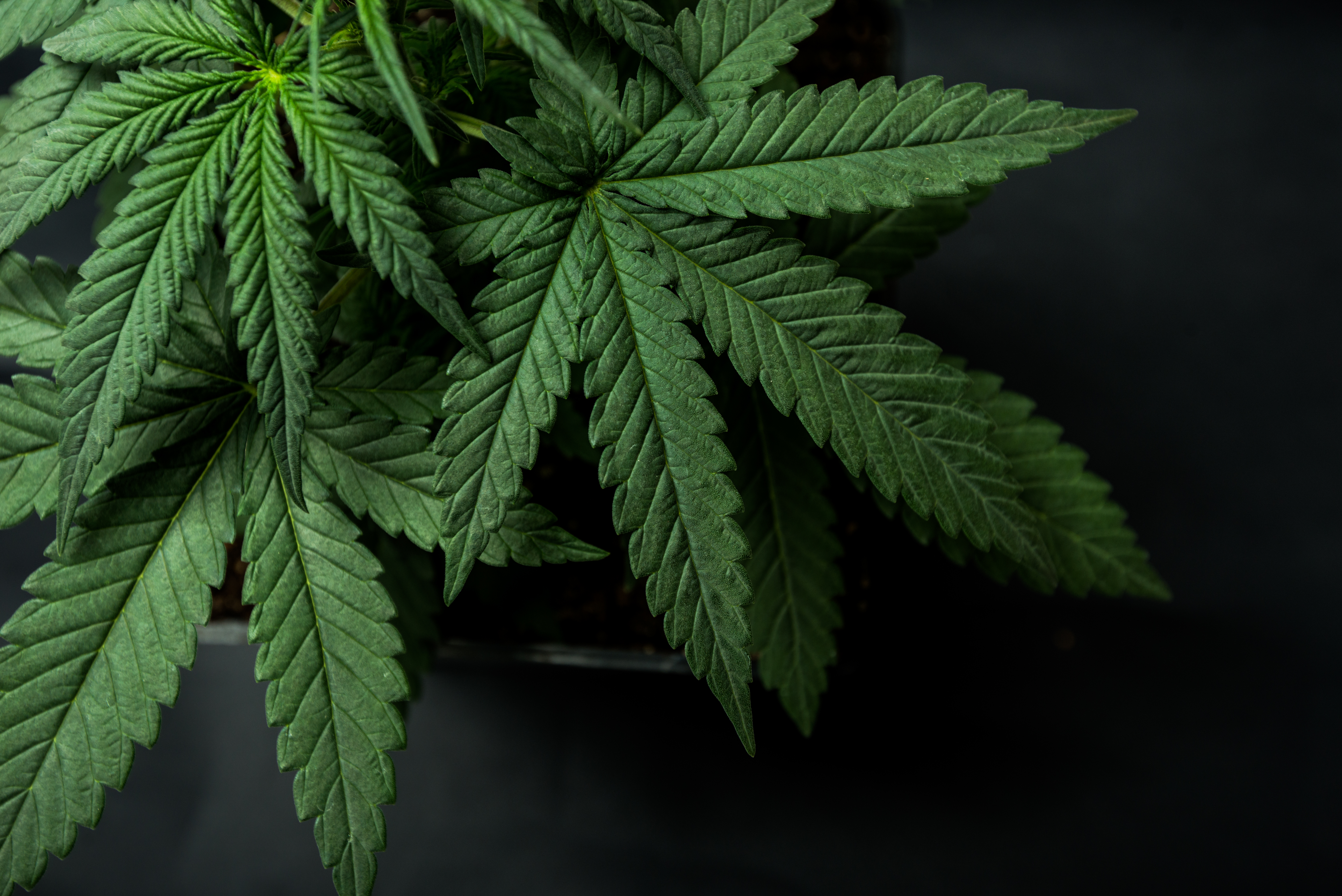 Cannabis leaves on a dark background