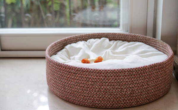 Como escolher a melhor cama para seu cachorro ou gato
