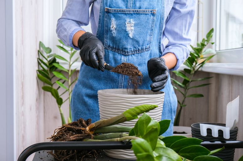 cultivando Zamioculca 