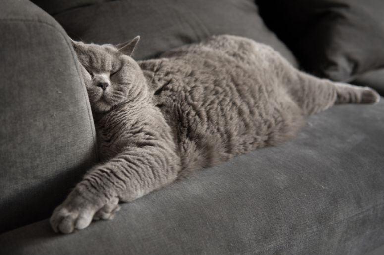 gato cinza fofinho dormindo no sofá cinza