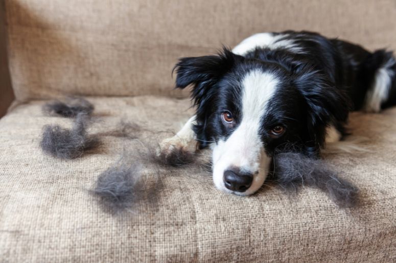 cachorro deitado no sofá cheio de pelos