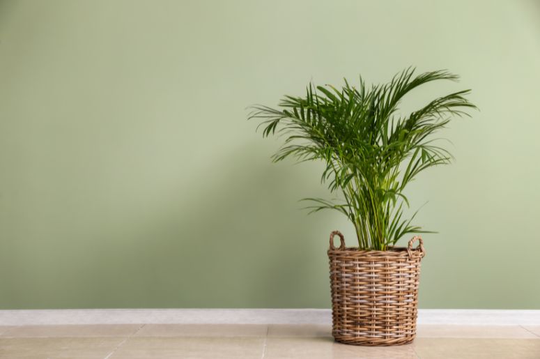 vaso de planta em frente a parede verde clara