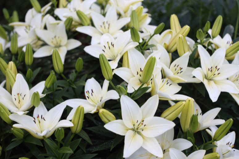 flores de lírios brancos