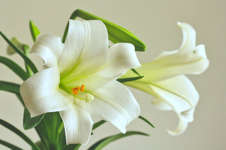 flor de lírio branca