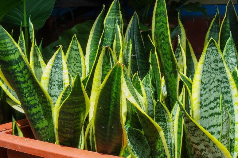 sansevieria trifasciata