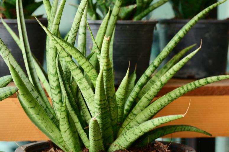 sansevieria cylindrica