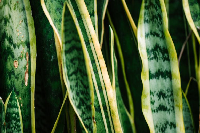 Sansevieria ehrenbergii