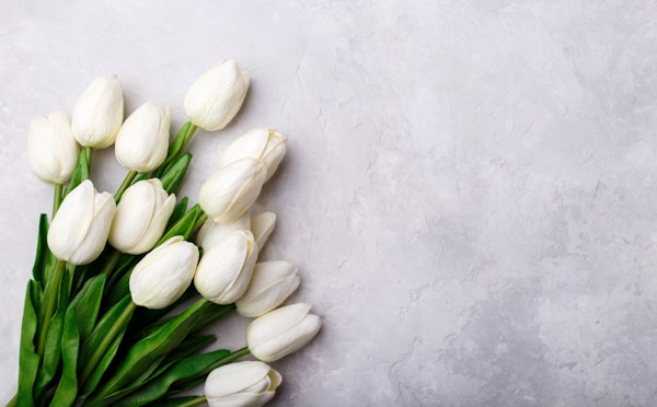 Buquê de tulipas branca