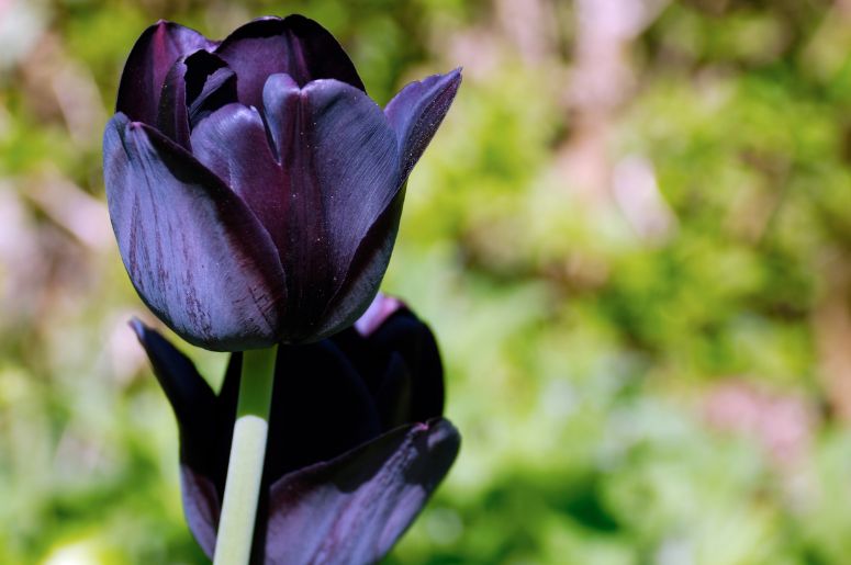 tulipas negras