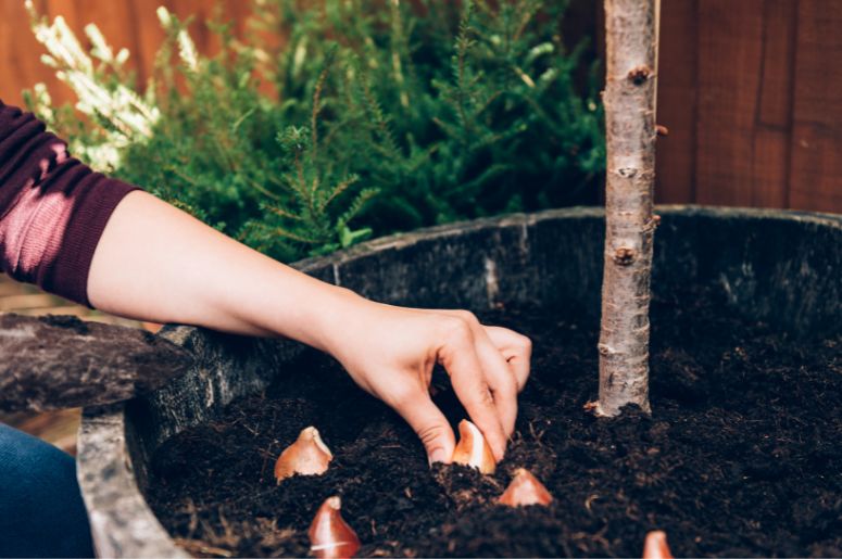 mulher plantando a tulipa no vaso