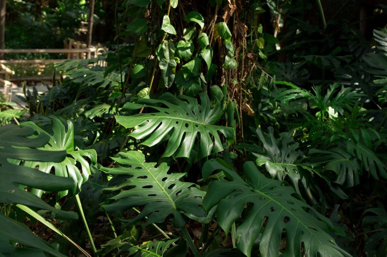 jardim com Costela-de-Adão