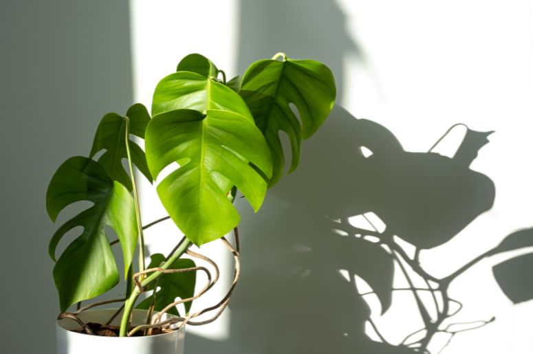 planta recebendo iluminação indireta