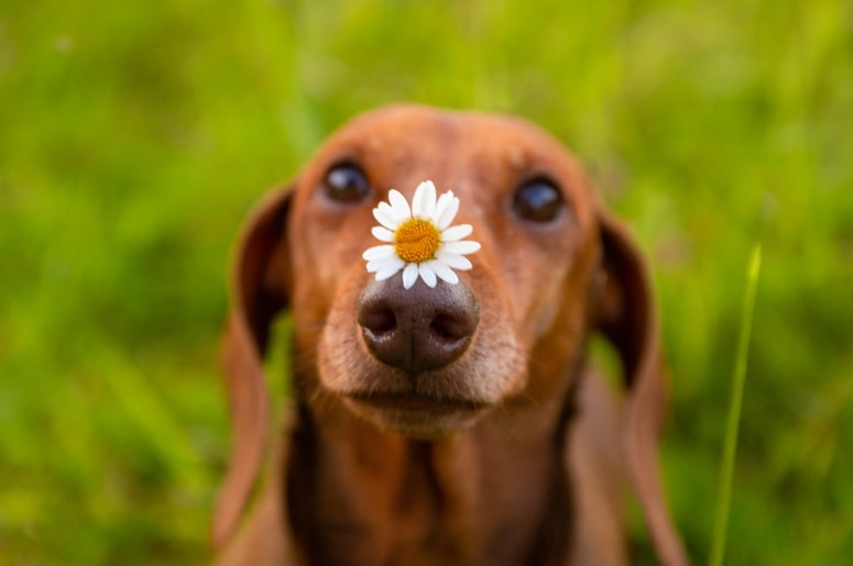 cachorro com margarida em cima do nariz