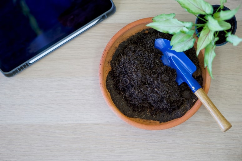 cultivo de margarida no vaso