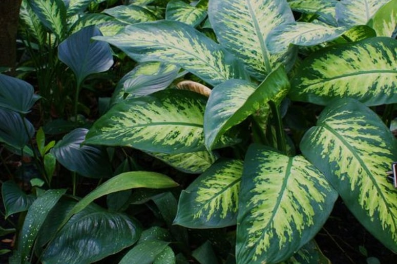planta Comigo-ninguém-pode