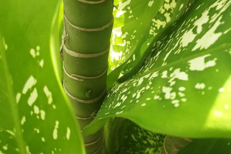 plantando Comigo-ninguém-pode