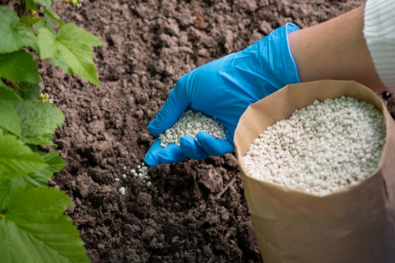 fertilizando o solo