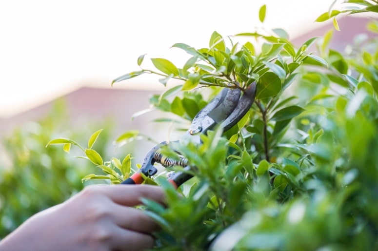 fazendo a  poda da planta