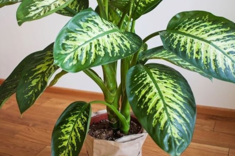planta Comigo-ninguém-pode no vaso