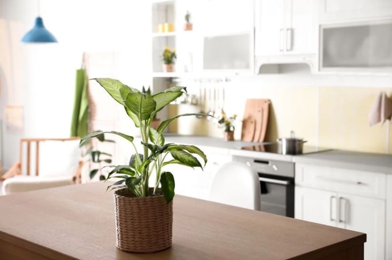 planta Comigo-ninguém-pode na mesa 
