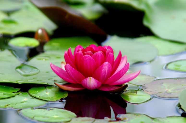 flor de lótus rosa