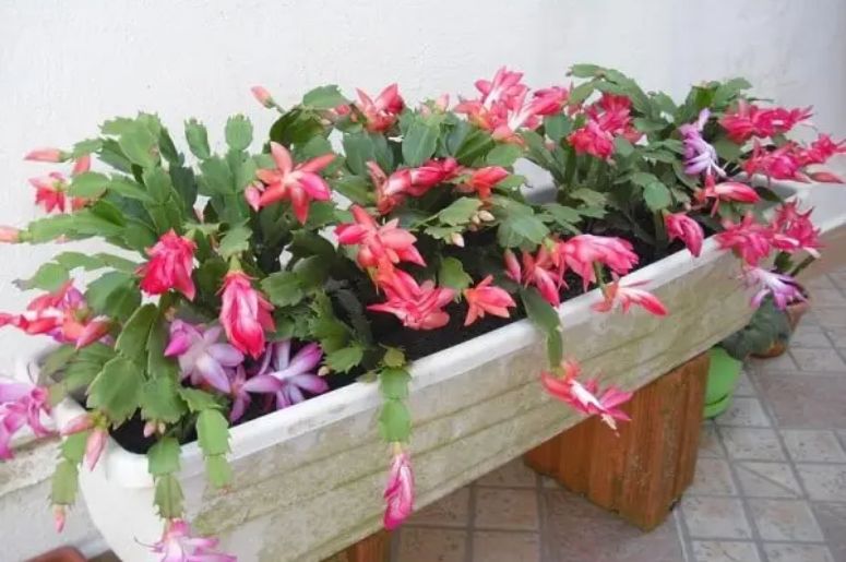 flores de maio