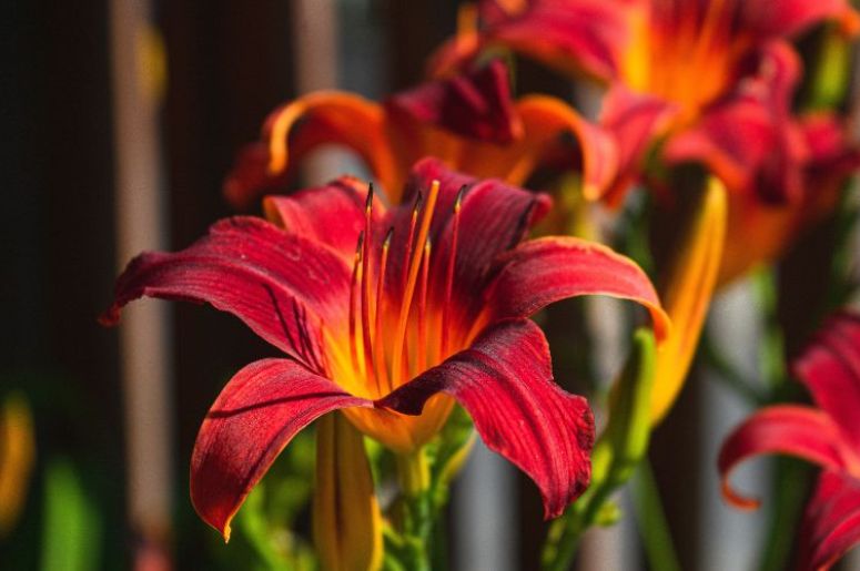 flor de lis