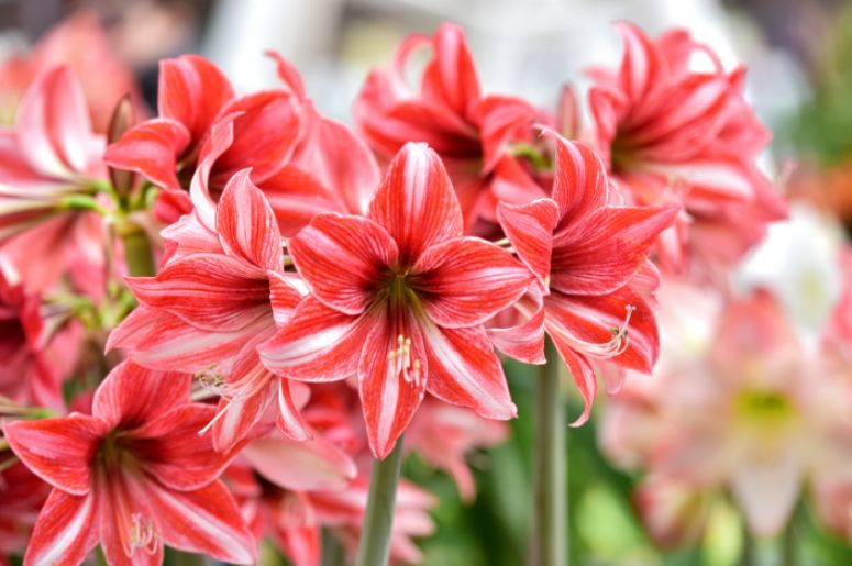 flor amarilis