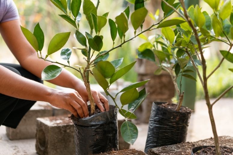 plantas