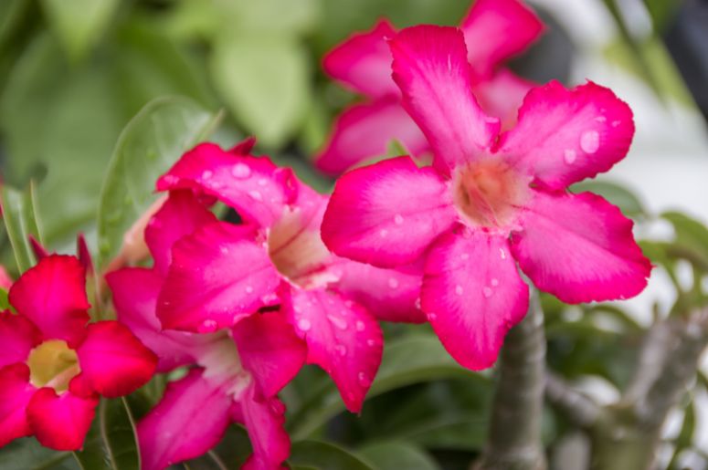 rosa do deserto