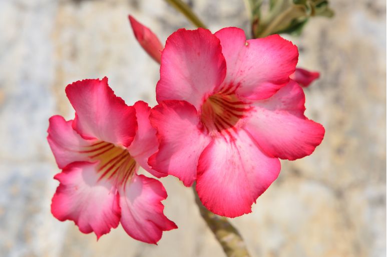 Adenium obesum