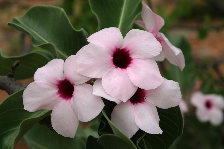 Adenium boehmianum